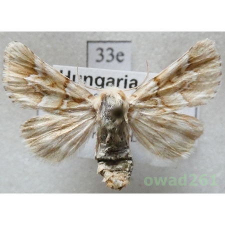 Oxicesta geographica (Fabricius, 1787) Hungaria33e
